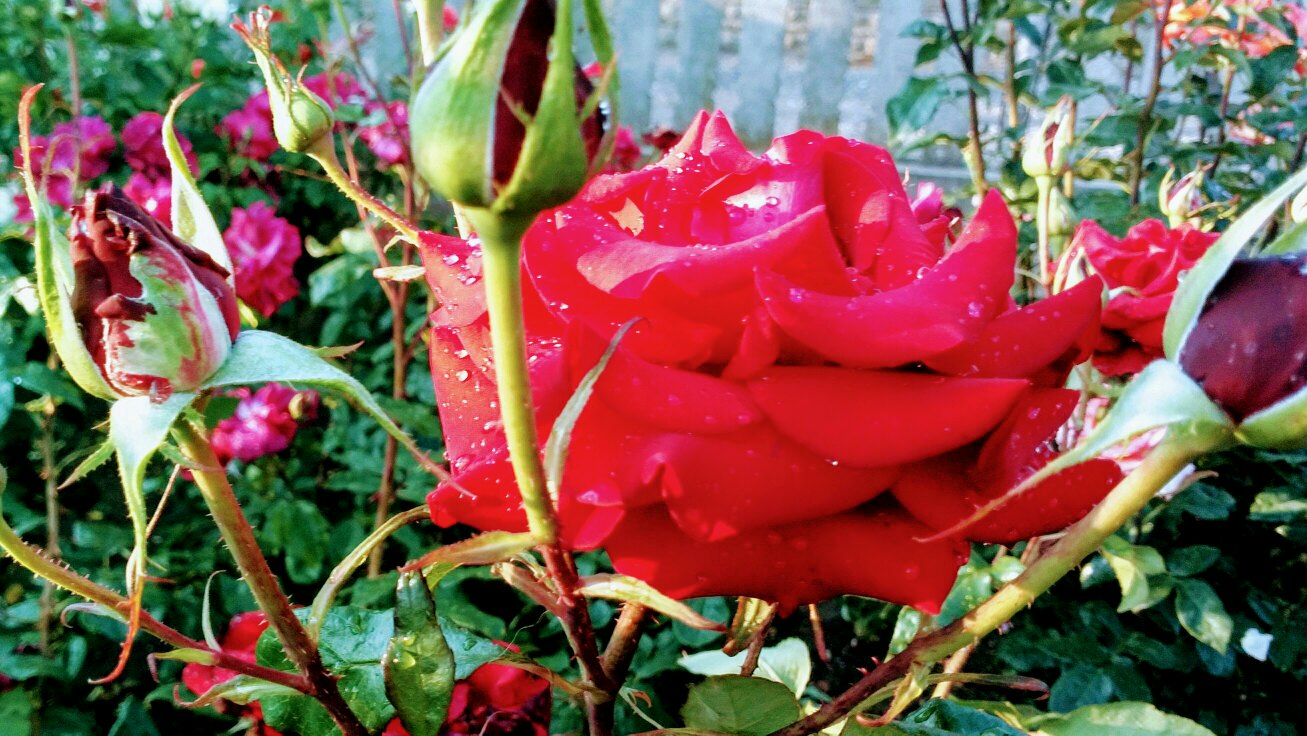 "Носочный фейерверк", отчет № 3 Носки ноября. смотреть онлайн