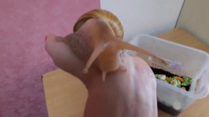 Улитка Ахатина: уход и содержание