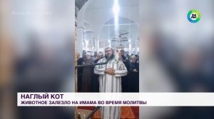 Кот запрыгнул на имама во время совершения намаза в Алжире