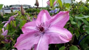 Clematis Earthquake - A showy flowering vine for sunny arbors, trellis & fences