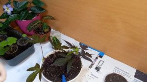 Ипомея-Батат, Маранта триколор, Калачики. Посадка-перевалка