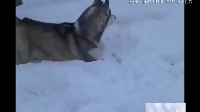 🐾Собака первый раз увидела снег/реакция собаки 🐾 смотреть онлайн