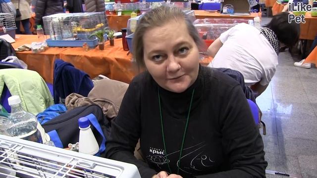 Декоративные крысы Как правильно выбрать на ilikepet
