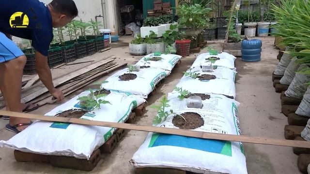 Method To Grow Watermelon The World Does Not Know About | Big Watermelon Fruits #watermelon