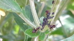 Муравьи доят тлю-1