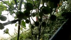 Томаты черри от партнёра удались .