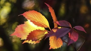 Эскиз осеннего листа