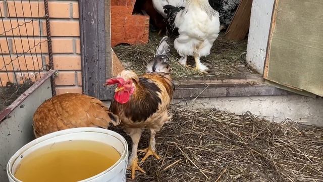 Где беру Чубатых кур Изменения в курятнике