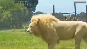 Самые большие животные в мире / рекордсмены по размеру