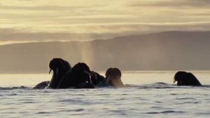 Белый медведь – хозяин Арктики! Самый большой сухопутный хищник! Факты о полярных медведях.