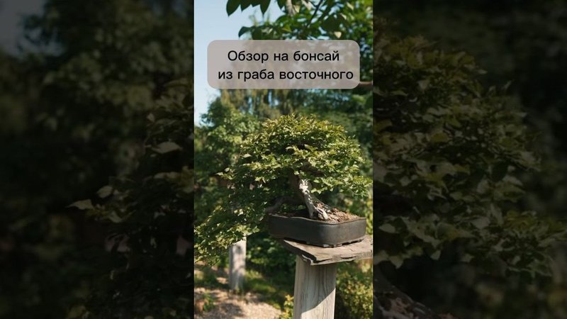 Обзор бонсай из граба восточного. #бонсай #bonsai #ниваки #сад #андрейдарусенков #ландшафтныйдизайн