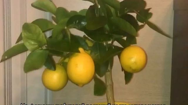 Лимонное дерево — уход за комнатным растением