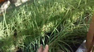 Эксперимент - Выращивание сорта лука Грин Баннер на стеллажах