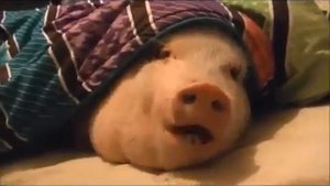 Поросенок просыпается и ест печеньку | F pig is waking up and eating a cookie