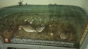 ЗООЛОГИЧЕСКИЙ МУЗЕЙ В ПИТЕРЕ.. часть 4