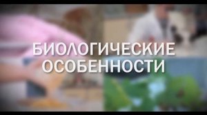 Кукурузная лиственная совка (Spodoptera frugiperda (Smit)).mp4