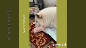 Роды у собак, пример родов у собаки породы самоед, ветеринарный блог, ветклиника #Зооветдоктор