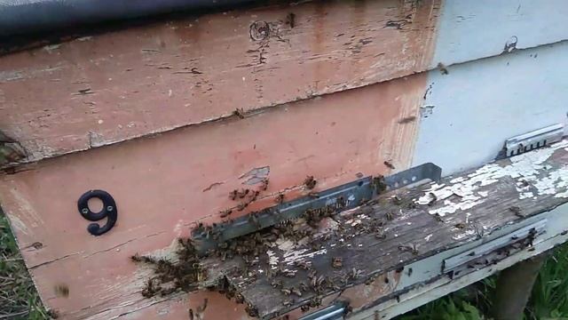 ПЧЁЛЫ СОБИРАЮТ НЕКТАР смотреть онлайн