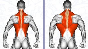 Оптимальная тренировка: Комплекс упражнений на спину, бицепс и трицепс