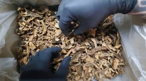 Гриб Моховик