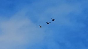 Николаевские голуби Воронежская область