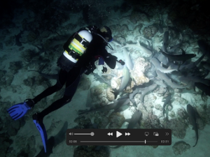 Акулы ночью  о. Кокос  Коста-Рика