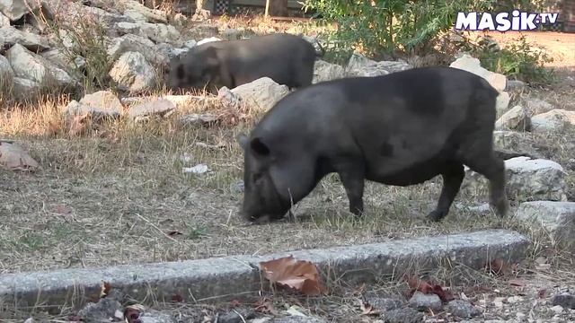 Поросята в детском парке смотреть онлайн