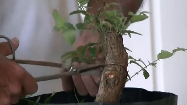 Bonsai with Merv Winged Elm 2 смотреть онлайн