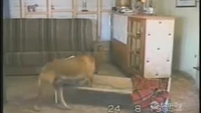 Пёс собирается спать смотреть онлайн