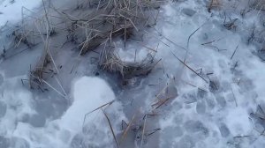 ЭТО ПРОСТО ОКУНЯРЫ!!! КРУПНЫЙ ОКУНЬ. окунь на червя. зимняя рыбалка.  fishing. окунь