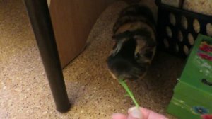 Наконец-то свинки!