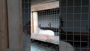 Фландры, калифорнийцы, помесь кроликов, растут не по дням, а по часам!