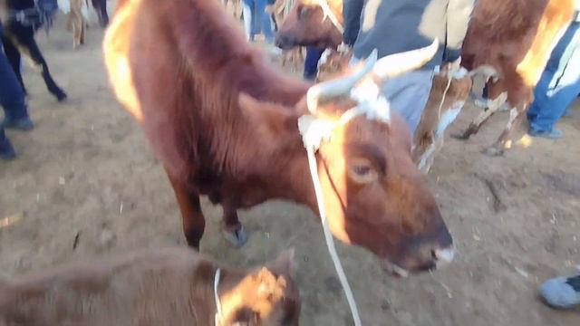 11-ФЕВРАЛЬ СКОТНЫЙ РЫНОК/BUQALAR/BIGGEST BULLS IN THE WORLD/BIGG BULLS