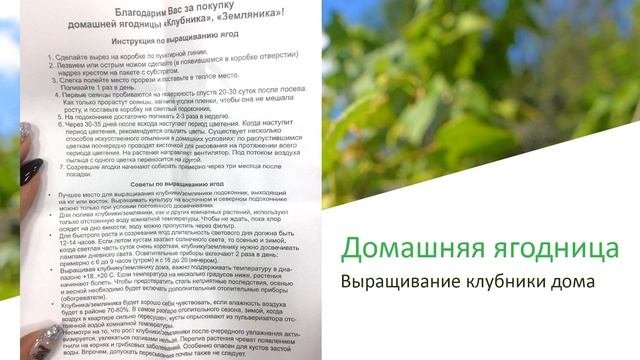 Отзыв на домашнюю ягодницу “Кладовая природы”. Выращивала в городе на подоконнике
