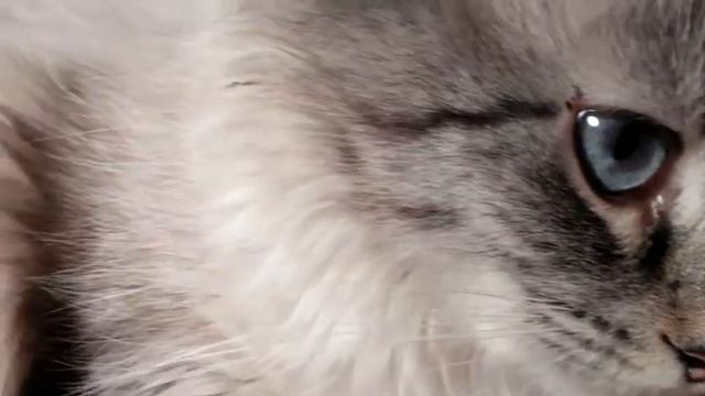 Невские маскарадные котята, 5 дней смотреть онлайн