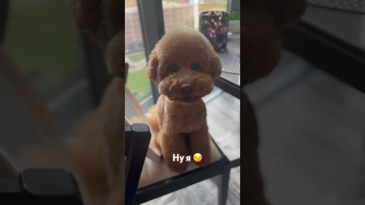 Разговор по душам #toypoodle #тойпудель #toffee #toffeethepoodle