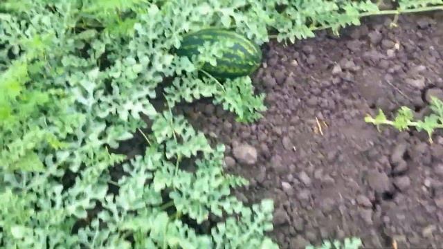 Выращивание арбузов Мирсини, Маристо, Целин. смотреть онлайн