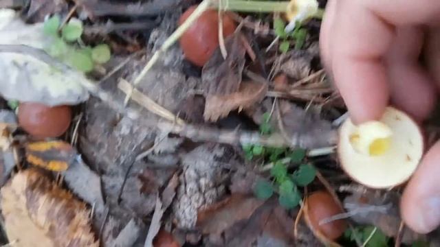 Очень много грибов в лесу смотреть онлайн