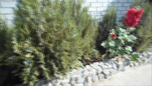 КРАСНАЯ ПЛЕТИСТАЯ РОЗА НАСТОЯЩАЯ КРАСАВИЦА. ВЬЮЩИЕСЯ РОЗЫ / climbing roses