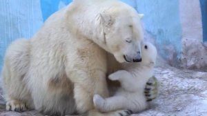 Песня мамонтёнка | Song of the Baby Mammoth