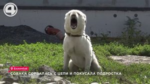 Собака сорвалась с цепи и покусала подростка