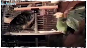 ПРИКОЛЫ С ПОПУГАЯМИ, с животными