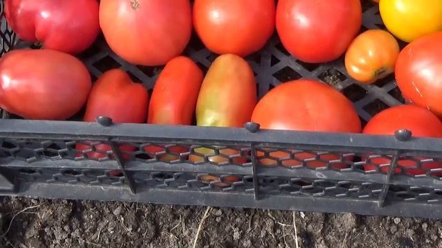 №8 Хронология выращивания томатов в ОГ. Сбор урожая. смотреть онлайн