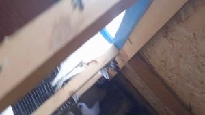 голубятня. разведение голубей. парование.