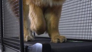 Беговые дорожки для собак FitFurLife
