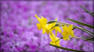 Flowers and Music-Narcissus-Нарциссы
