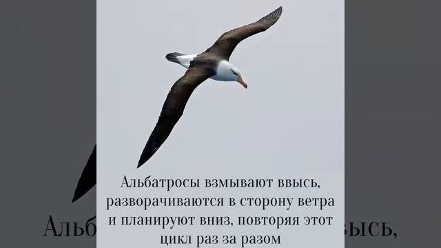 Экономия усилий странствующего альбатроса