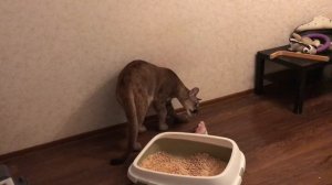 ПЕРЕВОДИМ ПУМУ НА ОВОЩИ ⧸ Реакция Пумыча на суриката.