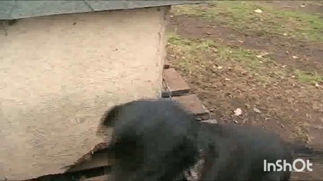 Ремонт бойлера | Чистим лес 2 часть | Купил каркас для будущего курятника. смотреть онлайн