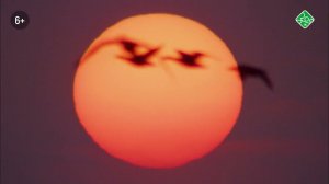 Ночь. Анонс. Канал Зоо ТВ